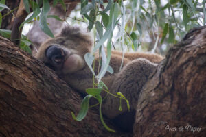 Koala qui dort dans l'arbre