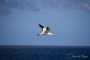 Oiseau au dessus de l'eau