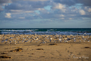 Oiseaux sur la plage qui s'envollent