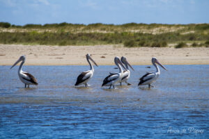 Pelicans dans l'eau