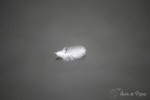 Plume dans l'eau