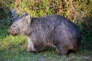Wombat à côté du camping