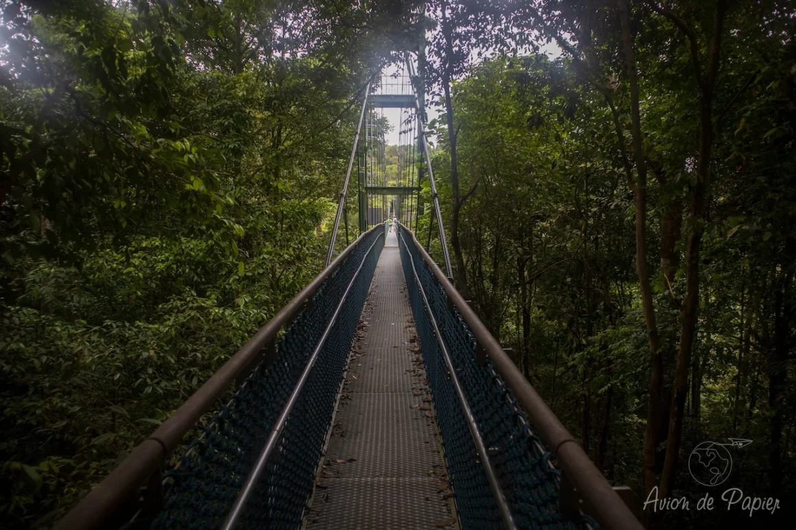 Sur un pont entre les arbres pour la treetop walk