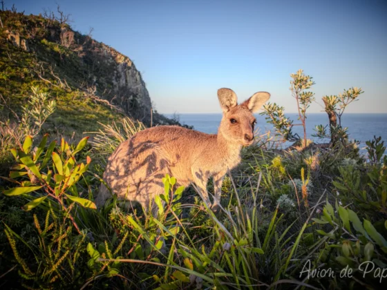 Road trip de 3 semaines en Australie