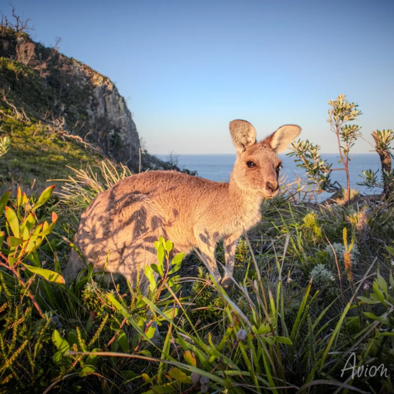 Road trip de 3 semaines en Australie
