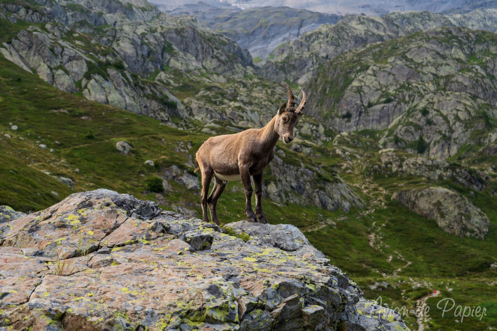 Trek Tour des Aiguilles Rouges : 4 jours en totale autonomie - Avion de ...